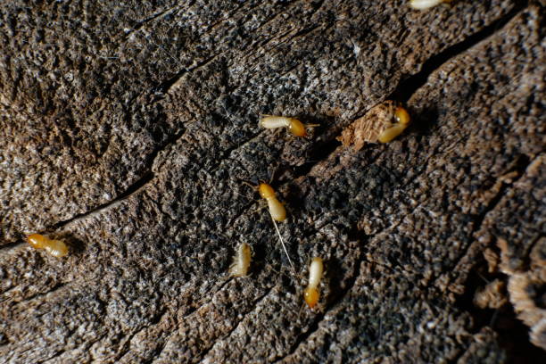istock Termite Workers, Small termites, Dry-Wood Termites on the old wood rotting 1127449302