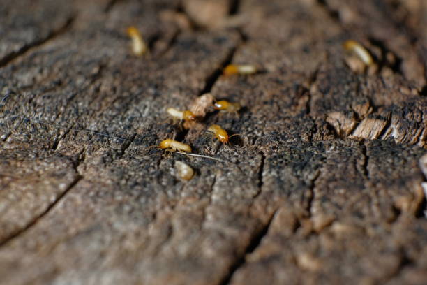 Termite Workers, Small termites, Dry-Wood Termites on the old wood rotting stock photo