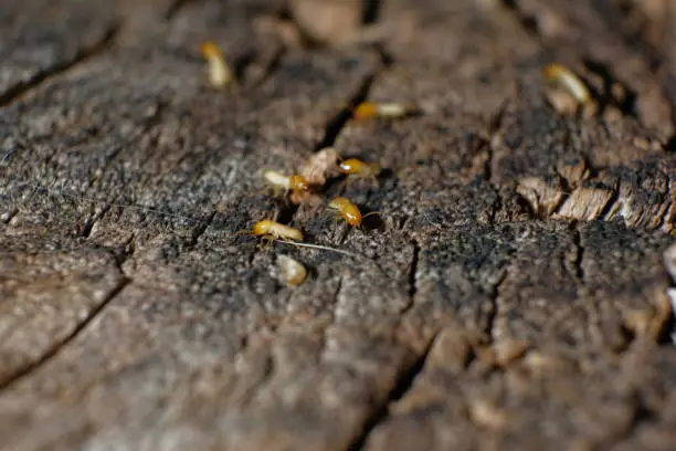Termite Workers, Small termites, Dry-Wood Termites on the old wood rotting