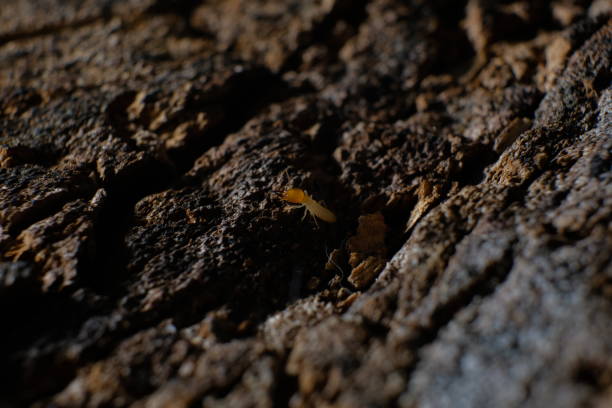 istock Termite Workers, Small termites, Dry-Wood Termites on the old wood rotting 1127449369