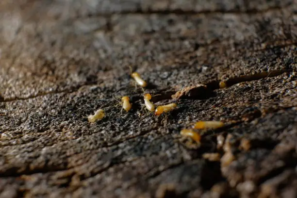 Termite Workers, Small termites, Dry-Wood Termites on the old wood rotting