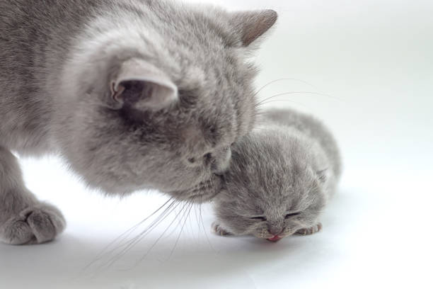 istock mother a cat lies with a kitten 1127449462