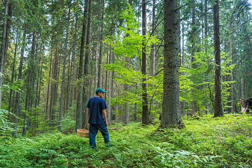 Stock photograph of an adult Caucasian man foraging for fruits and mushrooms in a forest.