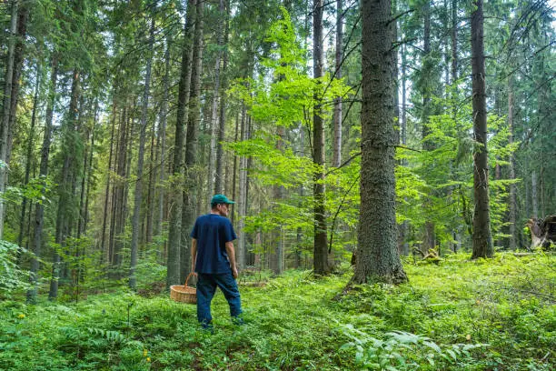 Stock photograph of an adult Caucasian man foraging for fruits and mushrooms in a forest.