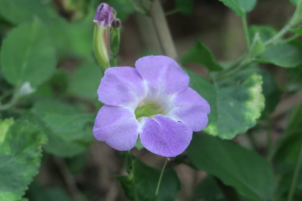 istock Hawaiian Purple Flower 1127450226