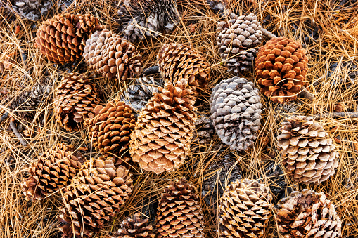 Stock photograph of ponderosa pine cones laying in a group on the ground in California.