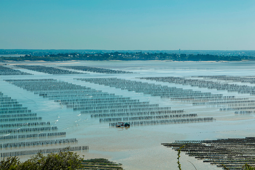 Oyster farming in the bay, Cotes d'Armor, Brittany, France