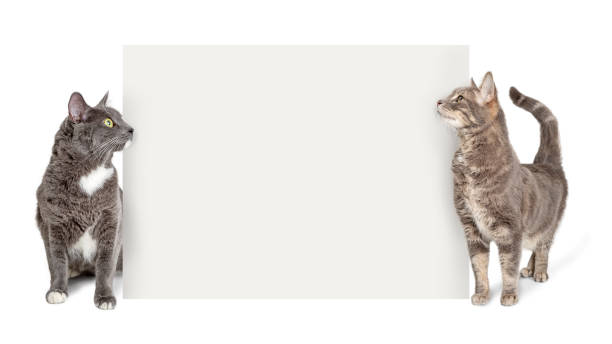 istock Two Cats Behind Blank White Sign.jpg 1127453005