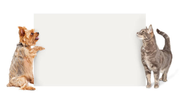 Dog and Cat Holding Up Blank Sign
