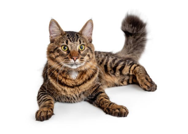istock Brown and Black Striped Mediumhair Tabby Cat 1127453008