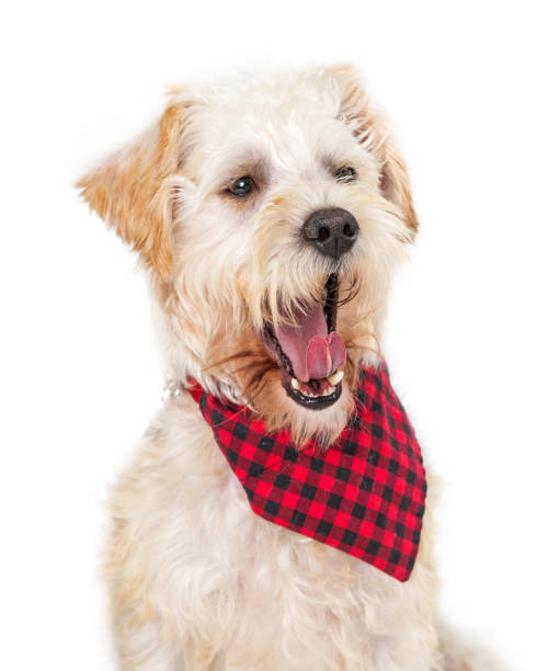 istock Closeup Wheaten Terrier Dog Yawning 1127453033