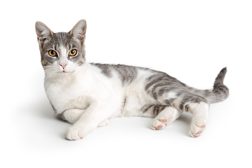 Domestic shorthair cat with white fur and grey stripes. Lying down on white.