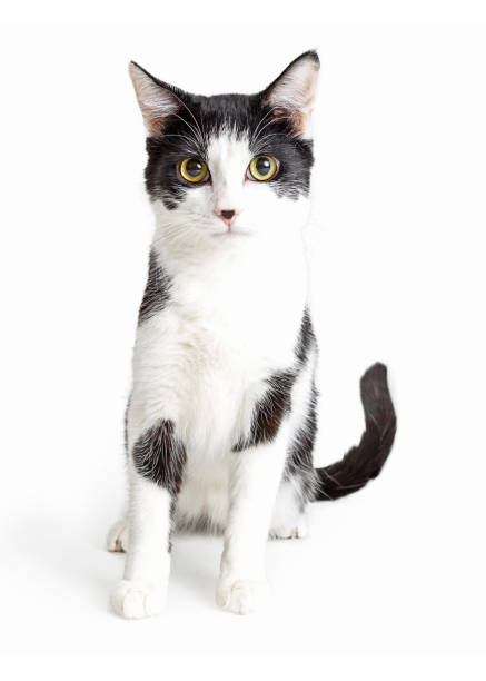 istock Grey and White Cat Sitting Looking Forrward 1127453059