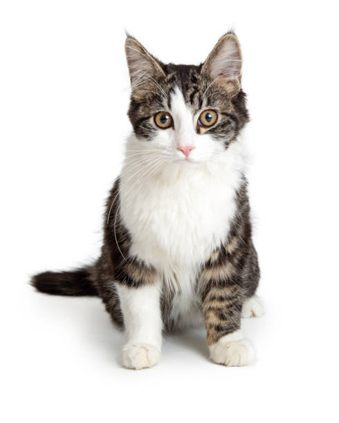 istock Domestic Cat Tabby and White Sitting Looking Forward 1127453061