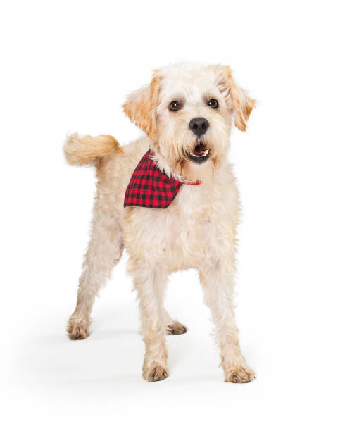 istock Friendly Wheaten Terrier Dog Checkered Bandana 1127453092