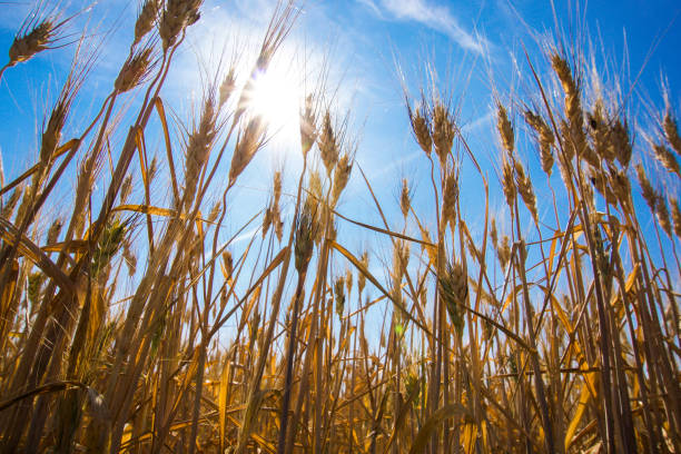 Harvest ready grains in sunlight Close up of harvest ready barley with bright blue sunny sky in the background in Saskatchewan regina stock pictures, royalty-free photos & images