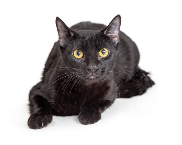 istock Pretty Attentive Black Cat Laying Looking Forward 1127453922