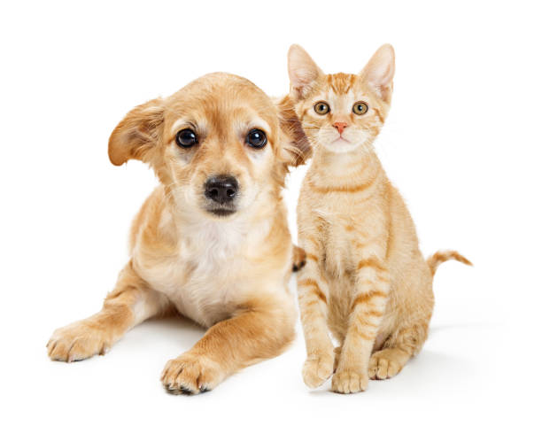 istock Cute Tan Color Kitten and Puppy Together 1127453925
