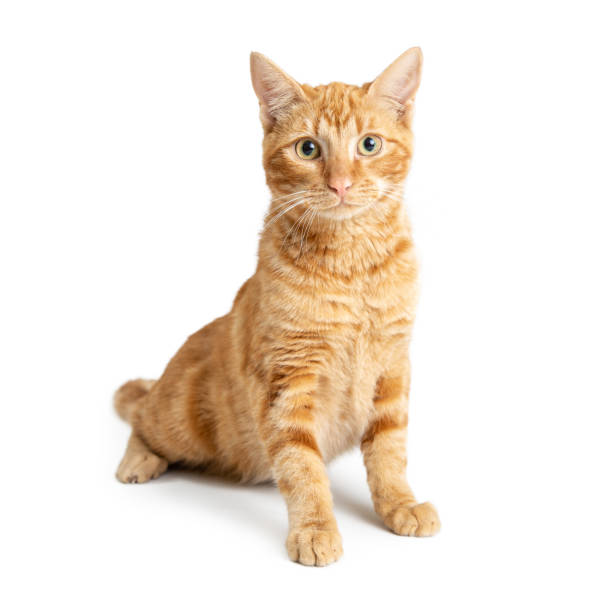 istock Pretty Orange Cat Sitting Up Tall on White 1127453934