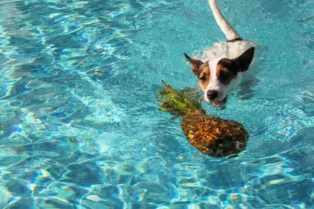 Playful Jack Russell Terrier dog intently swimming towards a partially submerged pineapple in a sunny outdoor swimming pool on a hot summer day.
