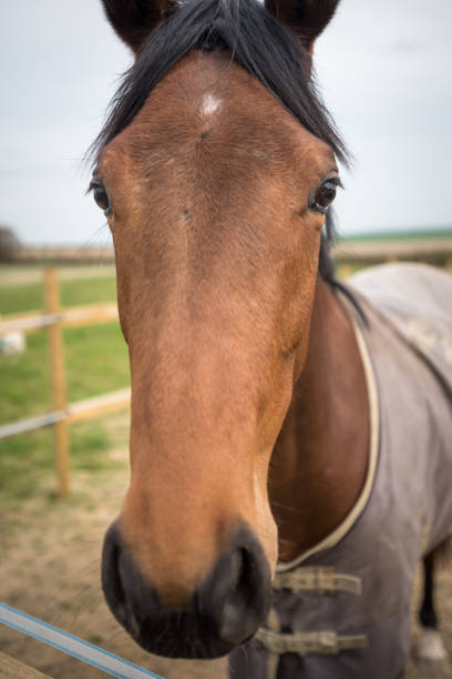istock Portrait of a Horse 1127454258