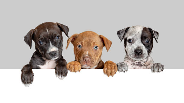 istock Three Cute Puppies Over White Web Banner 1127454297