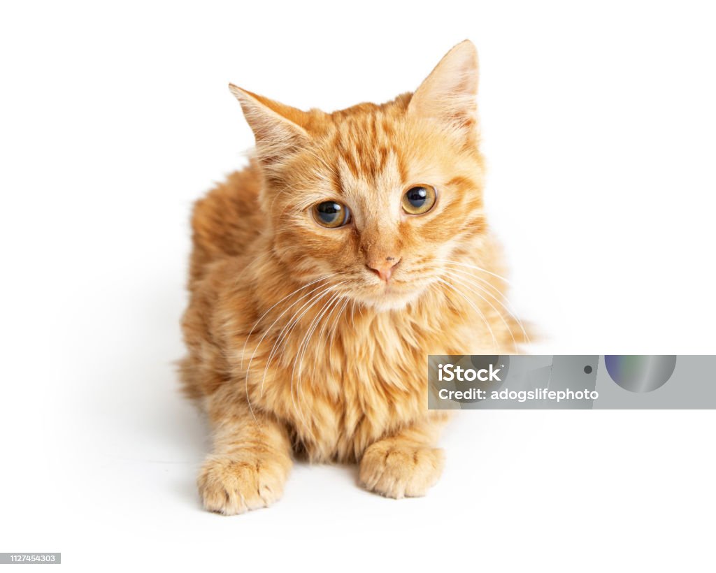 Orange Tabby Cat Tilting Head Stock Photo - Download Image Now - Domestic  Cat, Lying Down, Animal - iStock