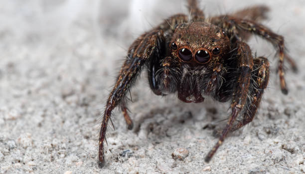 istock Macro Photo of Jumping Spider on White Floor with Copy Space 1127455488