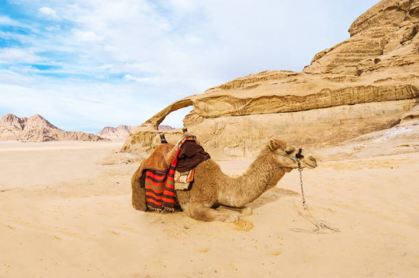 istock Image of lying camel in desert Wadi Rum, Jordan. 1127455630