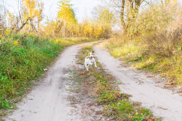 istock Jack Russell Terrier running with a stick outdoors 1127455739