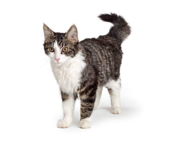 istock Domestic Cat Tabby and White Standing 1127456417