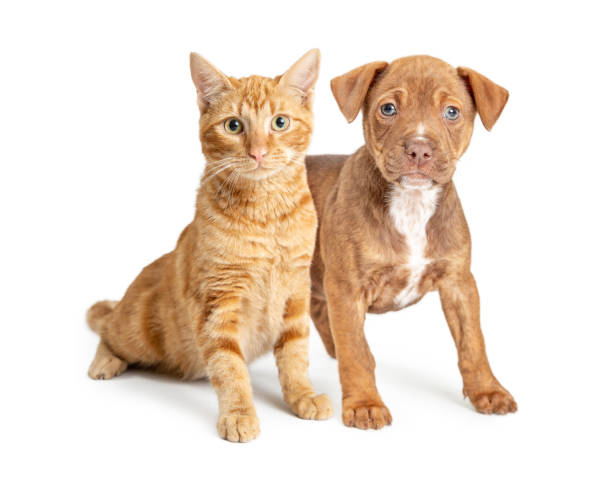 istock Orange Cat and Small Brown Dog Together 1127456419