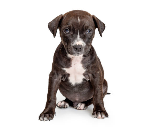 istock Black Puppy White Chest Sitting - Extracted 1127456428