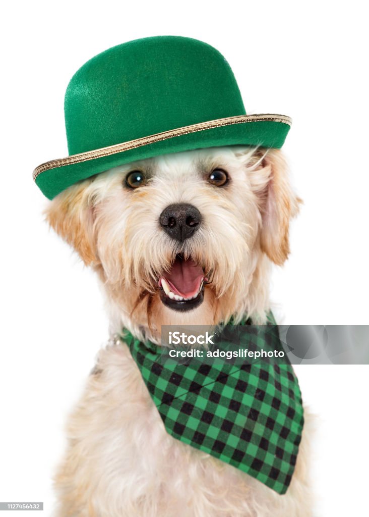 Glückliche Iren Hund feiern St. Patricks Day - Lizenzfrei Saint Patricks-Tag Stock-Foto