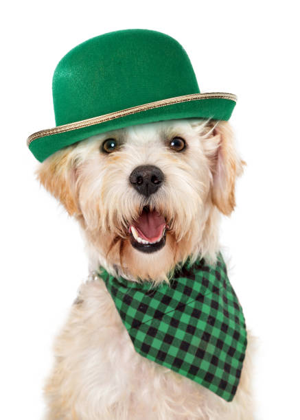 Happy Irish Dog Celebrating St Patricks Day Cute dog wearing green derby hat and scarf to celebrate St. Patrick's Day bandana photos stock pictures, royalty-free photos & images