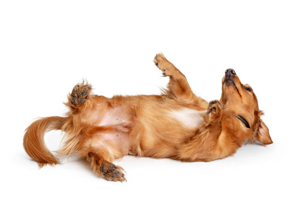 istock Playful Dachshund Dog Rolling on Back 1127456434