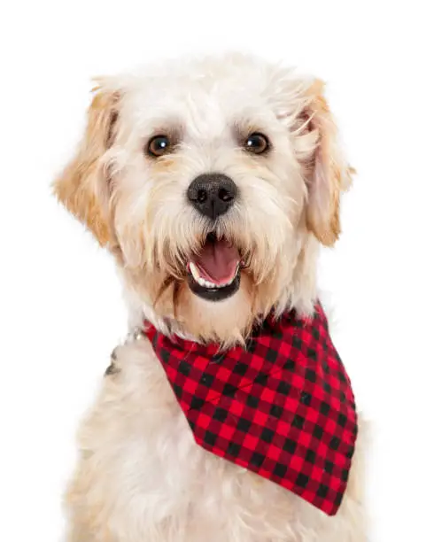 Closeup of happy smiling Wheaten Terrier crossbreed dog wearing red and black checkered scarf