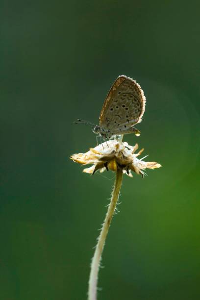 istock A butterfly in the flower 1127456444
