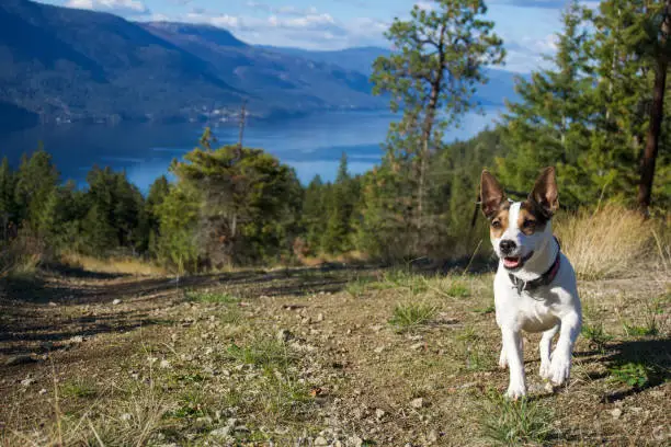 Young Jack Russell Terrier dog moving towards the camera off-leash on a hiking trail in British Columbia with Okanagan Lake in the background on a beautiful sunny day.