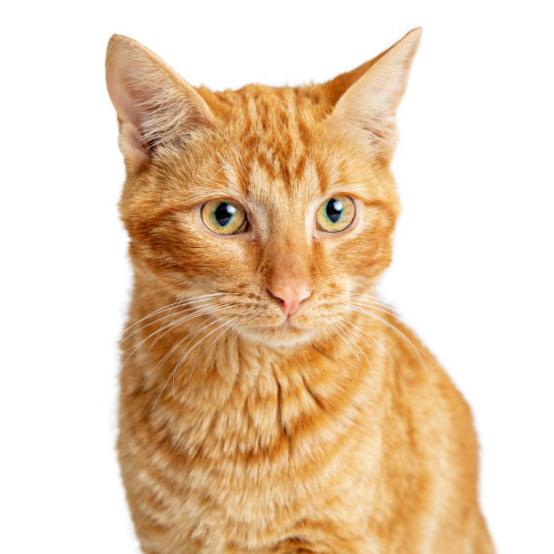 istock Portrait Orange Cat Closeup 1127456689