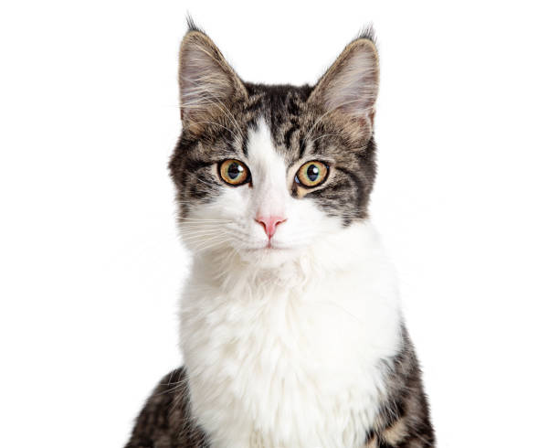 istock Pretty Young Tabby Cat Closeup Isolated on White 1127456694