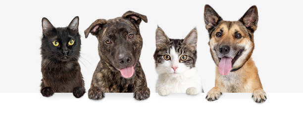 Row of Cats and Dogs Hanging Over White Web Banner Row of dogs and cats hanging paws over blank white web banner or social media header small group of animals stock pictures, royalty-free photos & images