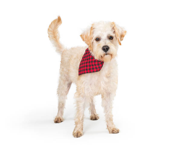 istock Wheaten Terrier Dog -Checkered Scarf Standing 1127456824