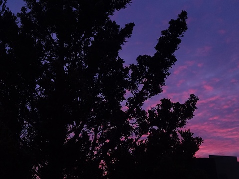 Colorful skies at twilight with evergreen plants in silhouette