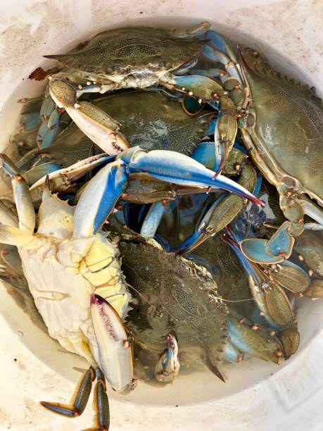 istock Taste of the Bay 1127457646