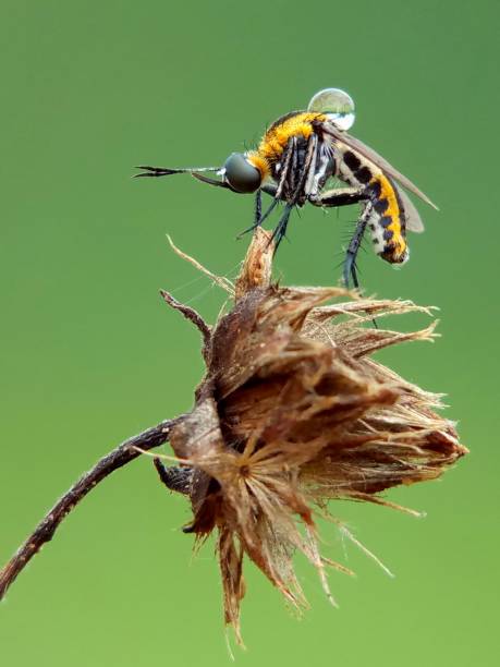istock the beautiful toxophora insect 1127461508