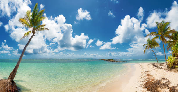 istock Blue sky,coconuts trees,  turquoise water and golden sand, panoramic view of Caravelle beach, Saint Anne, Guadeloupe, French West Indies. 1127462772