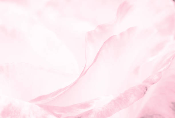 istock Close up leaves rose flower for valentines 1127463745