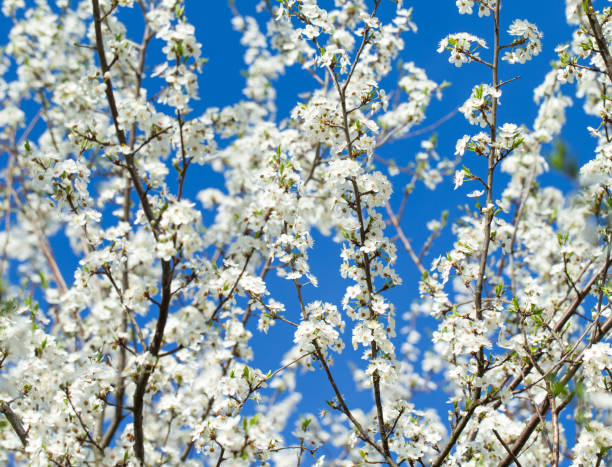 istock Spring border background with blossom, close-up. Abstract floral spring background. Blossoms over blurred nature background 1127464794