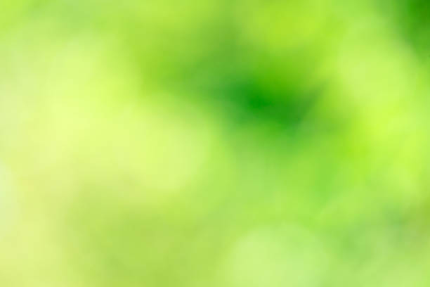 istock Green bokeh background from nature forest out of focus 1127464806